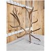 Image 3 : 18.6 Lbs Set Of Elk Cut Off Antlers