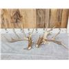 Image 1 : 208" Set Of Whitetail Shed Antlers