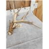Image 2 : 208" Set Of Whitetail Shed Antlers