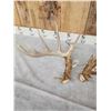 Image 3 : 208" Set Of Whitetail Shed Antlers