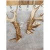 Image 4 : 208" Set Of Whitetail Shed Antlers