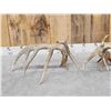 Image 6 : 208" Set Of Whitetail Shed Antlers