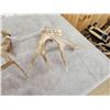 Image 7 : 208" Set Of Whitetail Shed Antlers