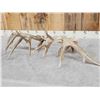 Image 8 : 208" Set Of Whitetail Shed Antlers