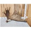 17.5 Lbs Alaskan Moose Shed Antler