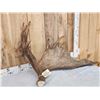 Image 2 : 17.5 Lbs Alaskan Moose Shed Antler