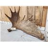 Image 3 : 17.5 Lbs Alaskan Moose Shed Antler