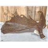 Image 4 : 17.5 Lbs Alaskan Moose Shed Antler
