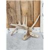 Cool 91" Double Main Beam Whitetail Shed Antler