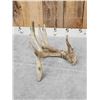 Image 2 : Cool 91" Double Main Beam Whitetail Shed Antler
