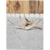 Image 3 : Cool 91" Double Main Beam Whitetail Shed Antler