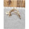 Image 4 : Cool 91" Double Main Beam Whitetail Shed Antler