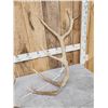 Image 2 : Set Of 12.1 Lbs Elk Cut Off Antlers