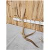 Image 3 : Set Of 12.1 Lbs Elk Cut Off Antlers