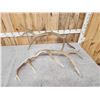 Image 4 : Set Of 12.1 Lbs Elk Cut Off Antlers