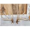 171" Set Of Whitetail Shed Antlers