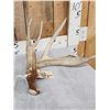 Image 2 : 171" Set Of Whitetail Shed Antlers