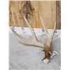 Image 3 : 171" Set Of Whitetail Shed Antlers