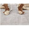 Image 4 : 171" Set Of Whitetail Shed Antlers