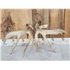 Image 5 : 171" Set Of Whitetail Shed Antlers