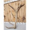 Image 3 : Heavy Mass Set Of 25 Lbs 7x7 Elk Shed Antlers