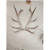 Image 4 : Heavy Mass Set Of 25 Lbs 7x7 Elk Shed Antlers
