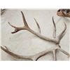 Image 5 : Heavy Mass Set Of 25 Lbs 7x7 Elk Shed Antlers