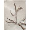 Image 6 : Heavy Mass Set Of 25 Lbs 7x7 Elk Shed Antlers