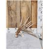 112" Whitetail Shed Antler
