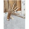 Image 2 : 112" Whitetail Shed Antler