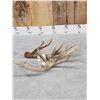 Image 3 : 112" Whitetail Shed Antler