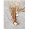 Image 4 : 112" Whitetail Shed Antler