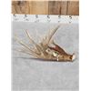 Image 6 : 112" Whitetail Shed Antler