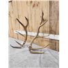 Image 2 : Set Of 8.9 Lbs Elk Cut Off Antlers