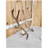 Image 3 : Set Of 8.9 Lbs Elk Cut Off Antlers