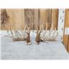 Big Nontypical Whitetail Shed Antlers