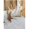 Image 2 : Big Nontypical Whitetail Shed Antlers
