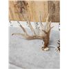 Image 3 : Big Nontypical Whitetail Shed Antlers