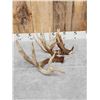 Image 4 : Big Nontypical Whitetail Shed Antlers