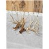 Image 5 : Big Nontypical Whitetail Shed Antlers
