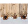 3 Sets Of Whitetail Antlers On Plaques