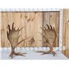 Awesome 24.4 Lbs Set Of Self Standing Alaskan Moose Antlers