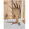 Image 2 : Awesome 24.4 Lbs Set Of Self Standing Alaskan Moose Antlers