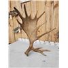Image 3 : Awesome 24.4 Lbs Set Of Self Standing Alaskan Moose Antlers