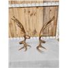 Image 4 : Awesome 24.4 Lbs Set Of Self Standing Alaskan Moose Antlers