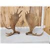Image 5 : Awesome 24.4 Lbs Set Of Self Standing Alaskan Moose Antlers