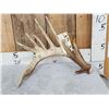 Big 98" Whitetail Shed Antler