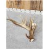 Image 3 : Big 98" Whitetail Shed Antler