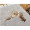 Image 4 : Big 98" Whitetail Shed Antler
