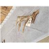 Image 5 : Big 98" Whitetail Shed Antler